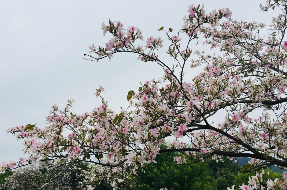 Duyên dáng sắc ban!