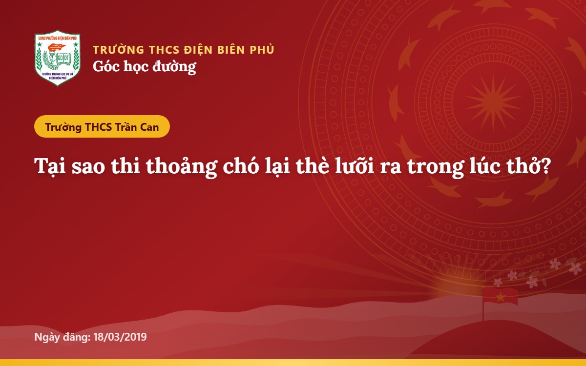 Tại sao thi thoảng chó lại thè lưỡi ra trong lúc thở?