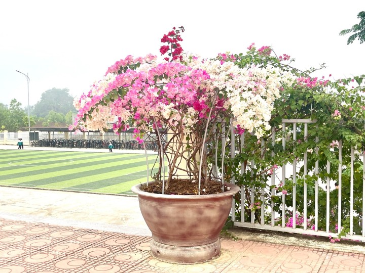 Hàng ngàn những đóa hoa giấy với đủ các sắc màu, rung rinh những giọt sương đọng buổi sớm đầu đông và rực rỡ hơn dưới ánh nắng vàng vàng khi bóng chiều tỏa xuống tô đẹp thêm cho diện mạo của ngôi trường thân yêu!